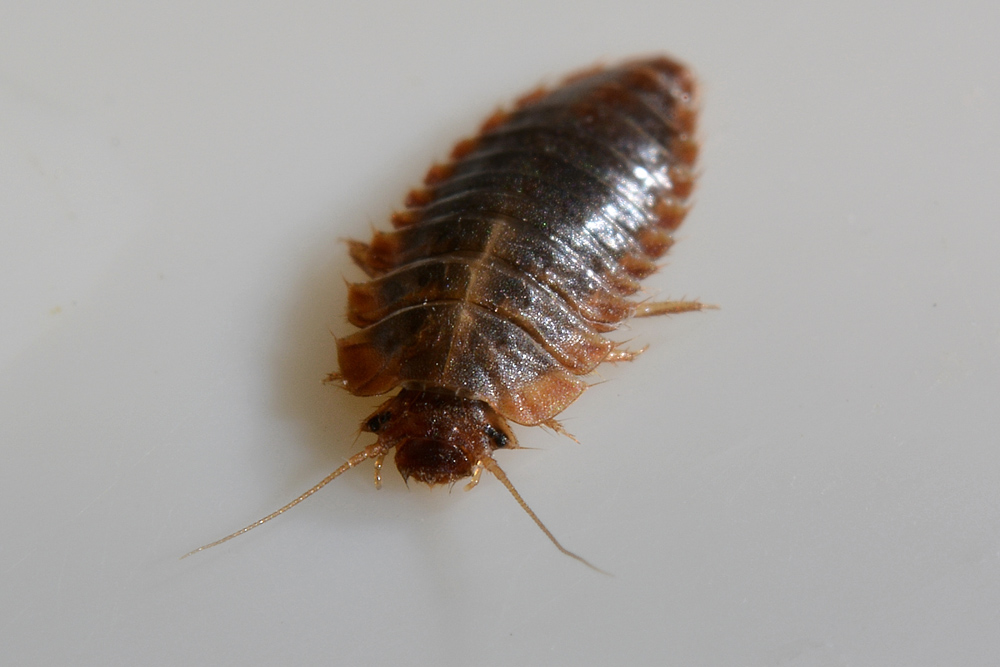 Larva di Scirtidae